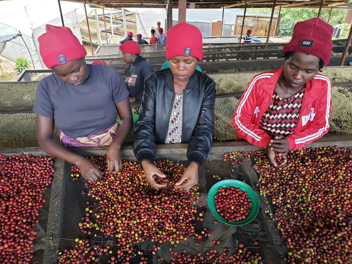 Green Rwanda Sholi