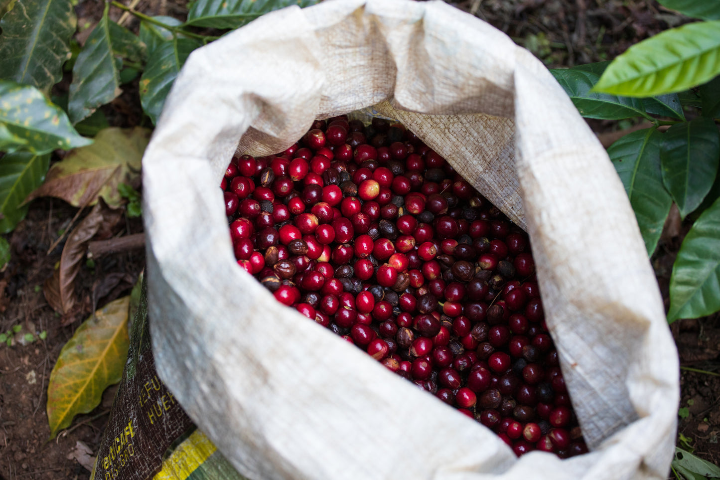 Green High Drive Blend