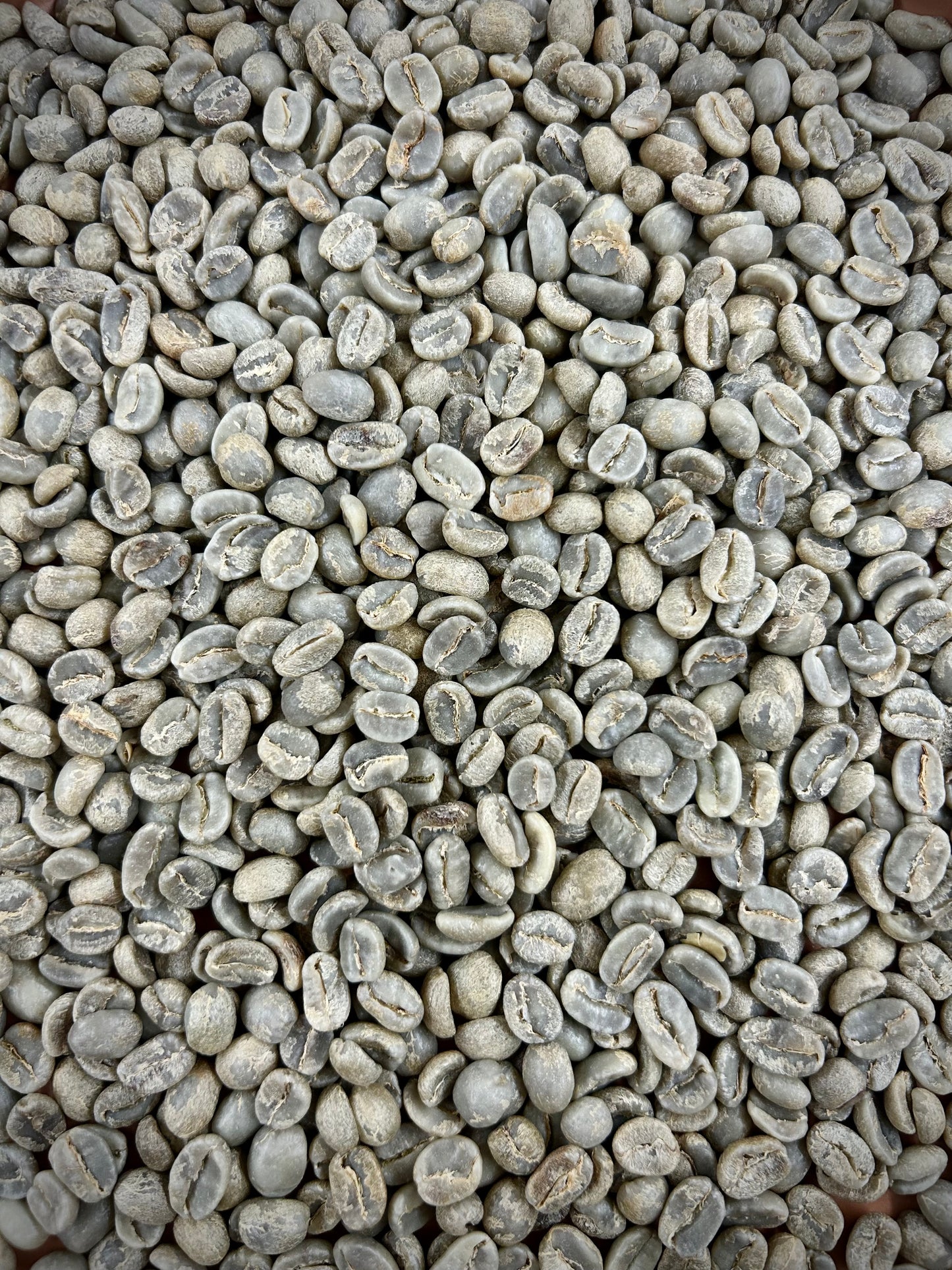 Green Guatemala Vides 58