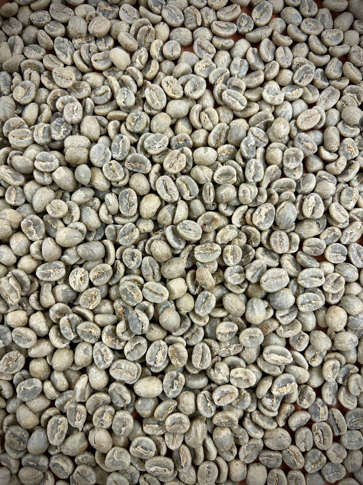 Close-up of green unroasted Kenya coffee beans
