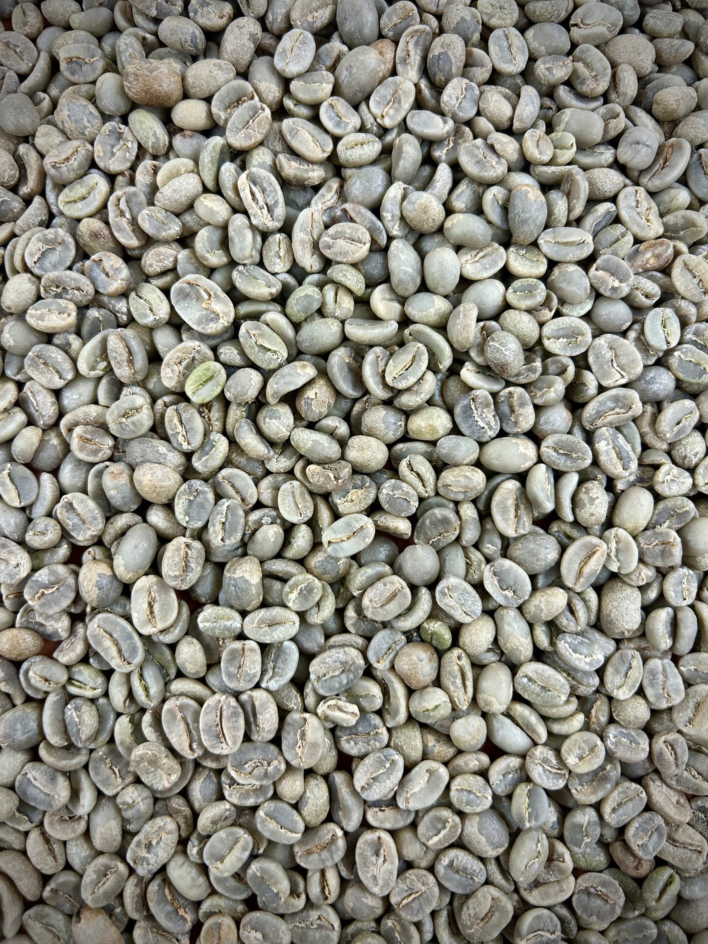 Green Lilac City Blend