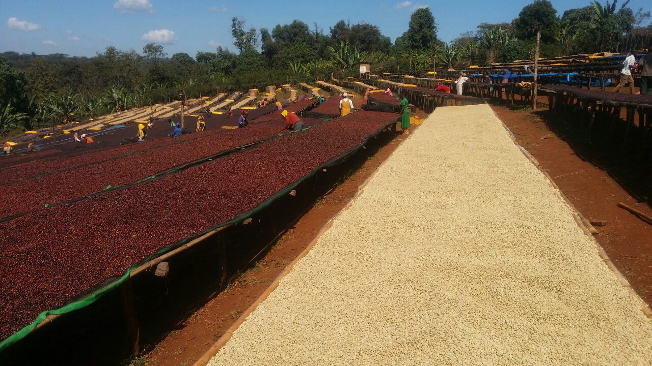 Green Ethiopia Washed