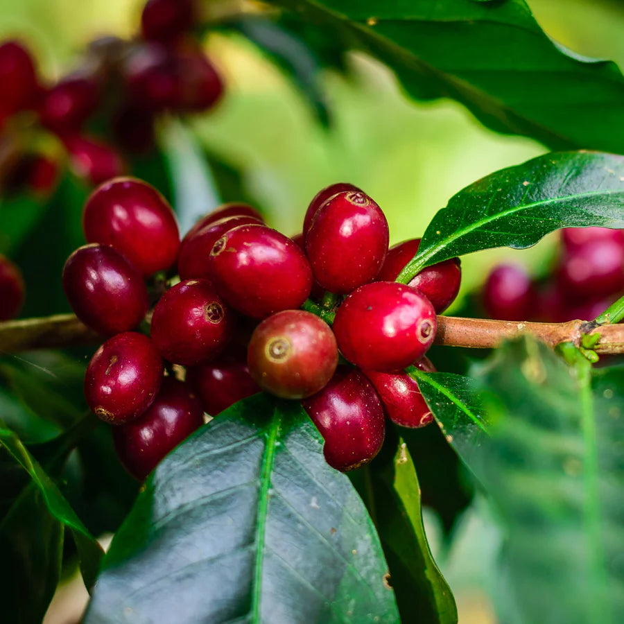 Sumatra