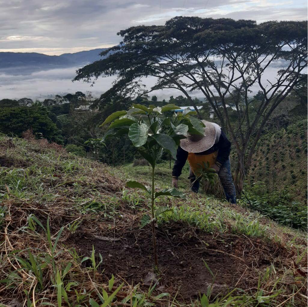 Colombia Thermal Shock