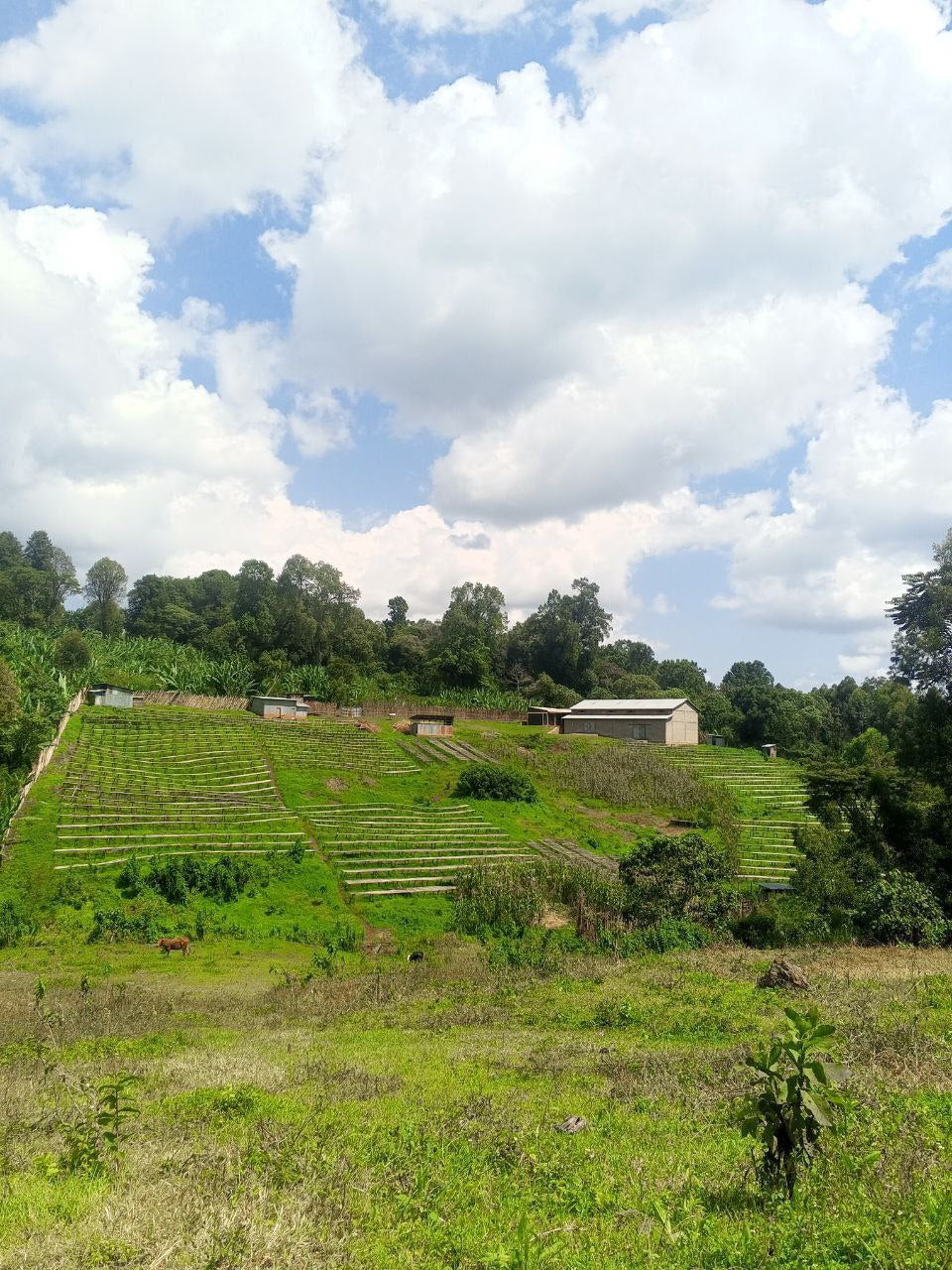 Ethiopia Natural