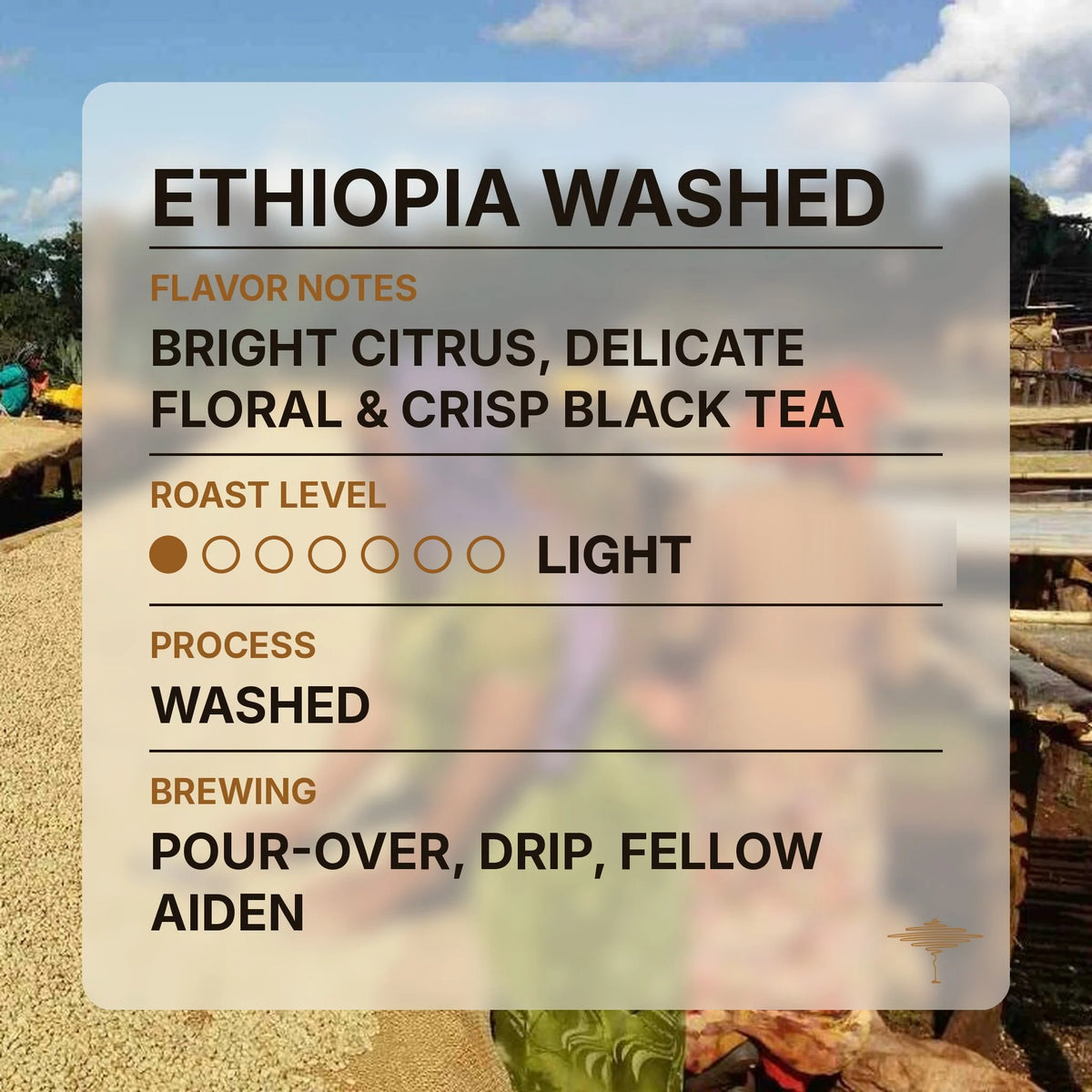 Ethiopia Washed flavor profile with tasting notes and roast level