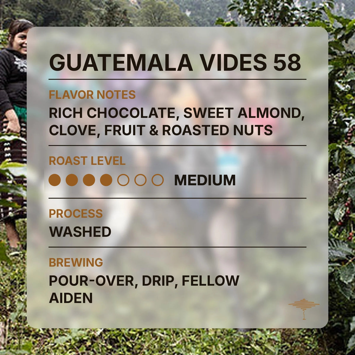 Guatemala Vides 58 flavor profile with tasting notes and roast level