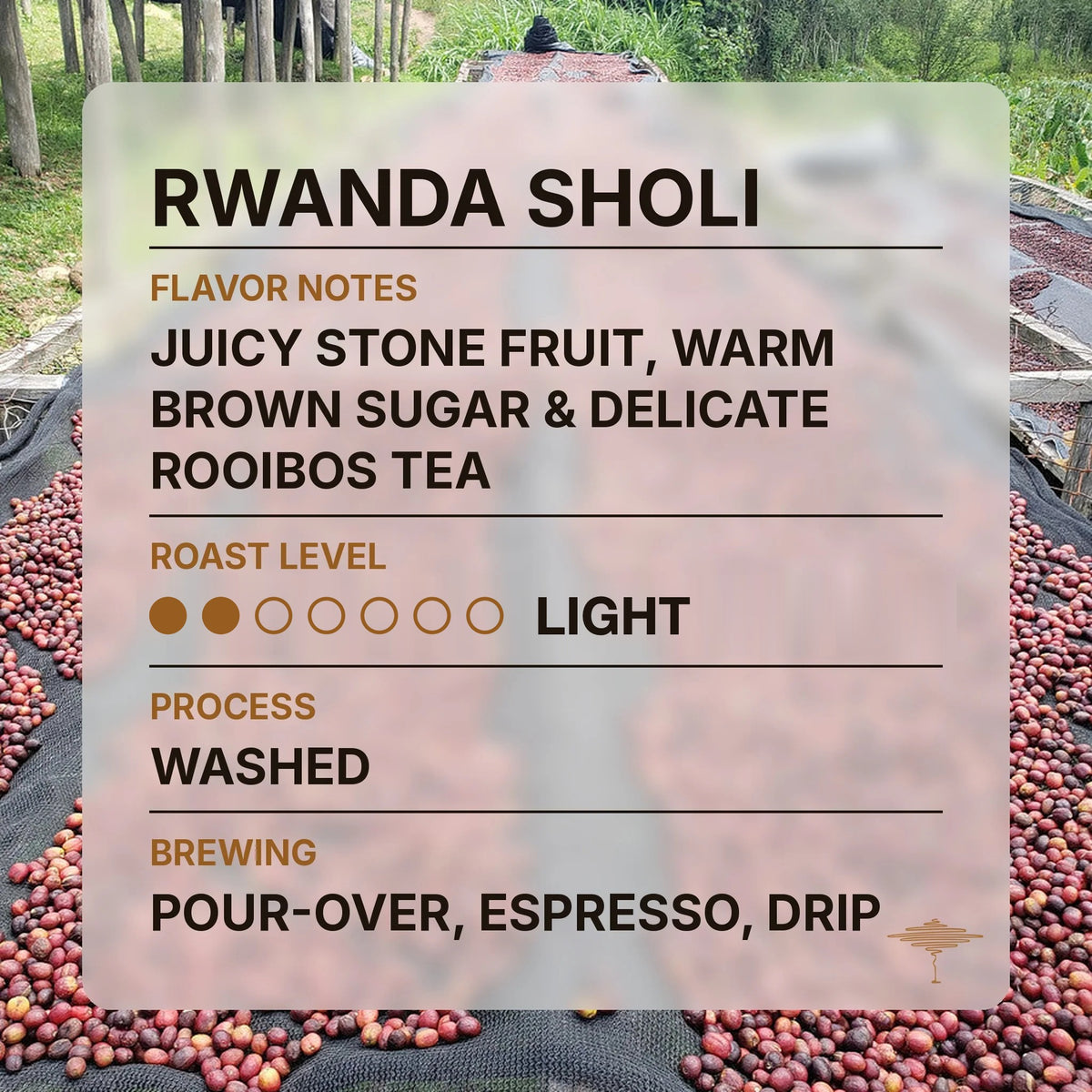 Rwanda Sholi flavor profile with tasting notes and roast level